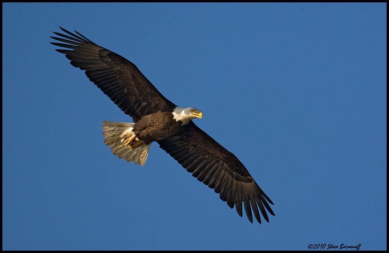 _0SB0612 american bald eagle.jpg